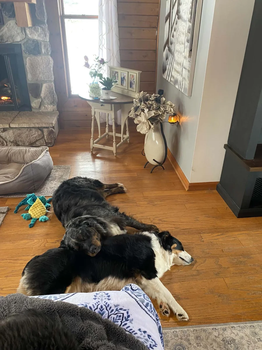 Dusty and Rocky relaxing together at home