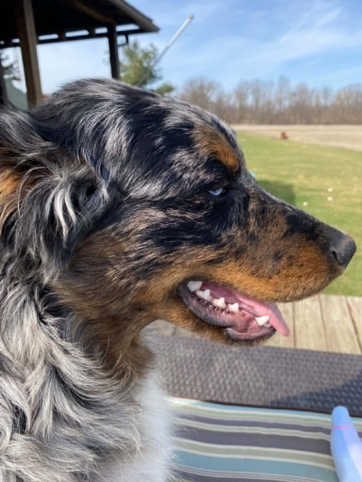 Side-profile headshot of Dusty with his blue eye and rich black and brown coloring