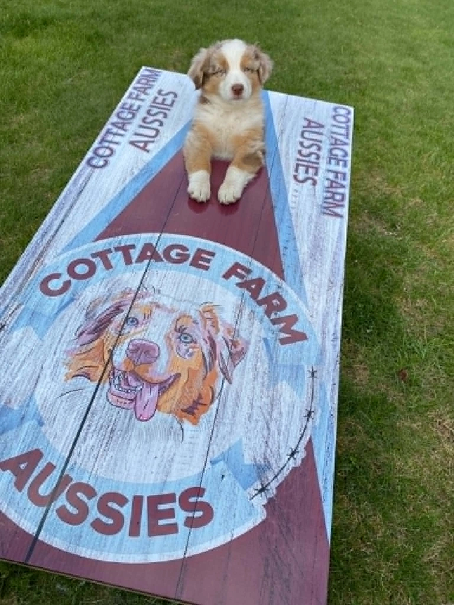 A puppy sitting in the hole of a Cottage Farm Aussies cornhole board
