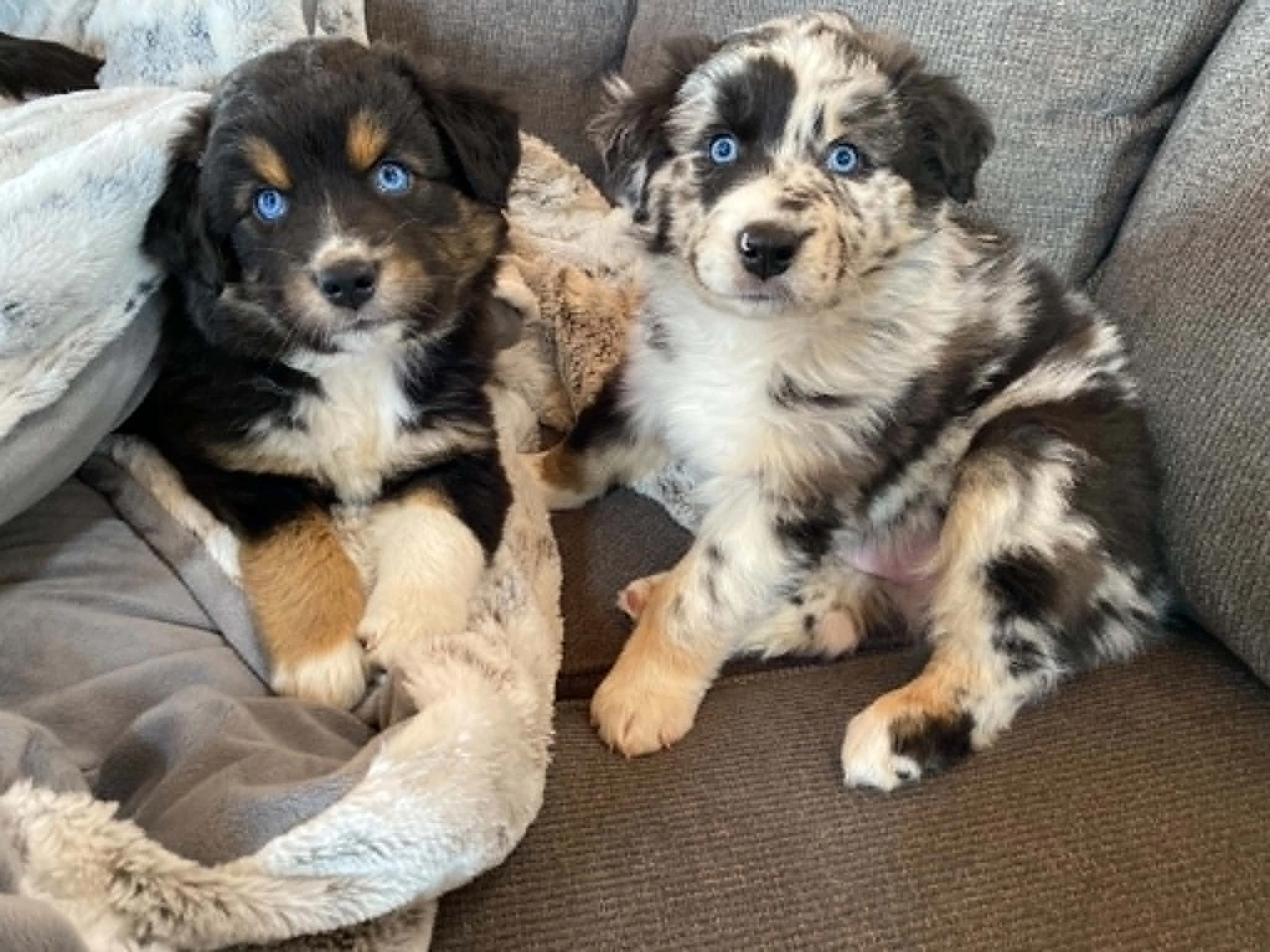 Two Australian Shepherd puppies sitting together on a couch