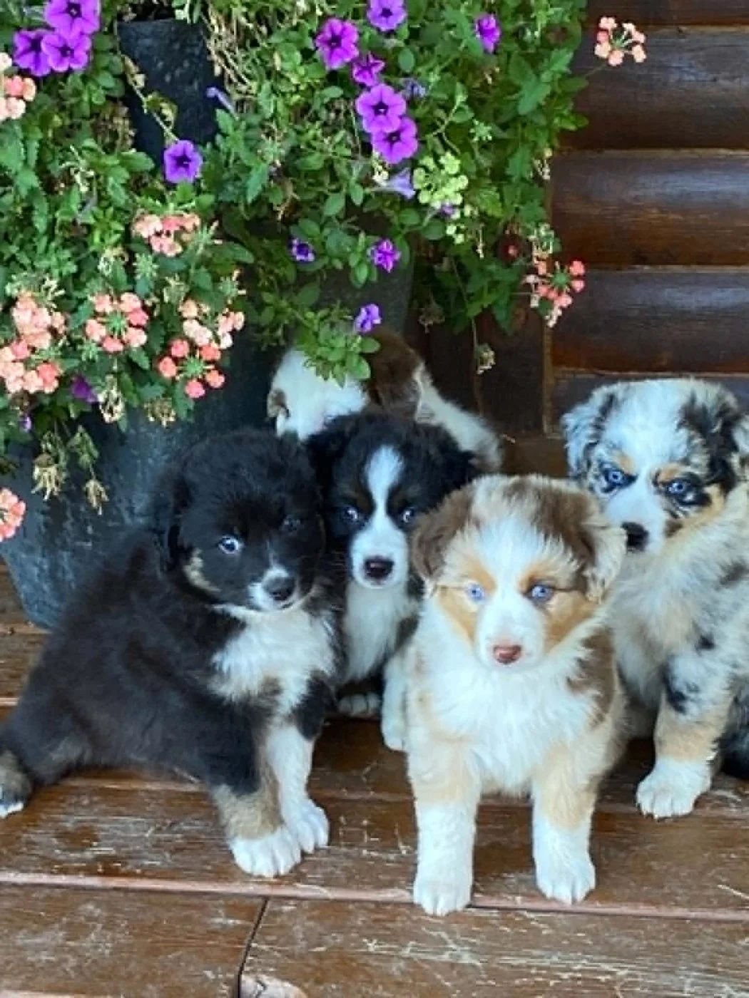 A litter on the porch steps