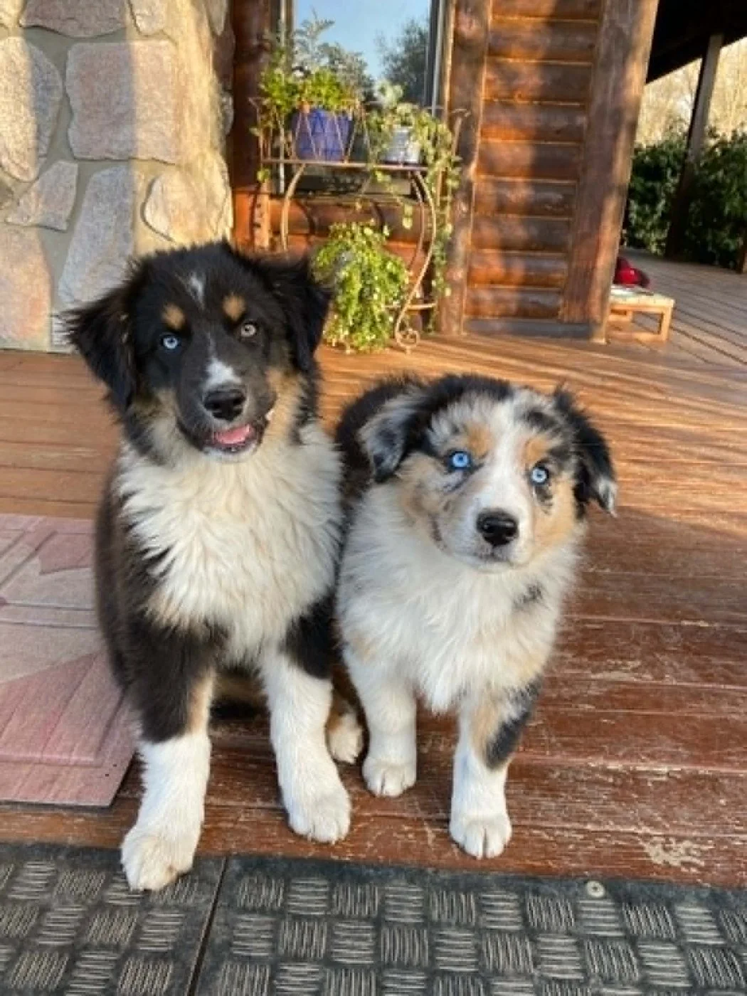Two of our pups in the evening light