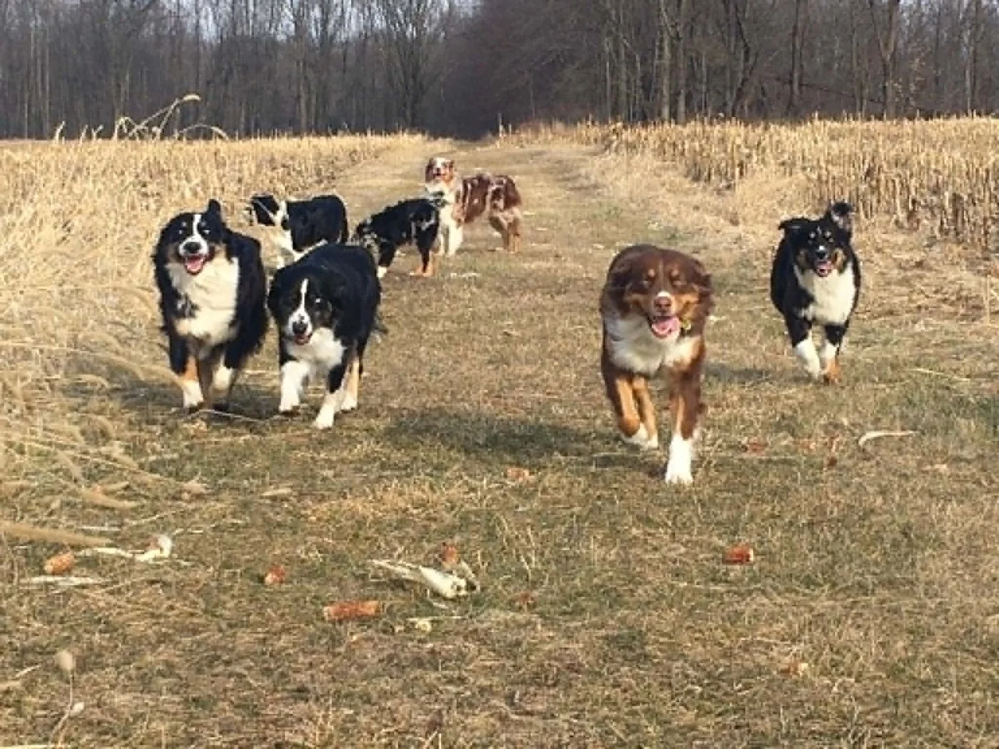Australian Shepherds running across the farm