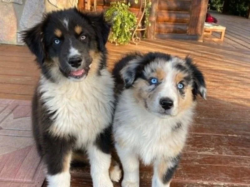 Cottage Farm Aussies past puppies